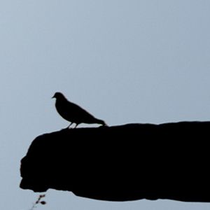 paris-muta-silencia04